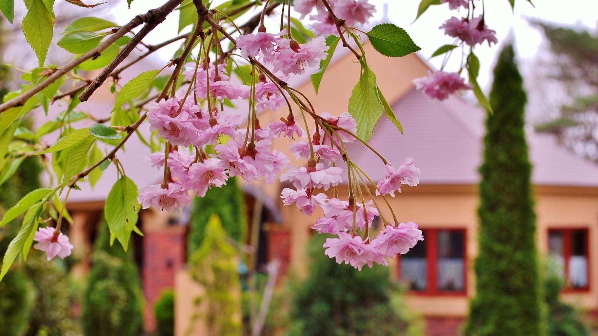 Aromatic Garden Villa La Poltrona Насу Екстериор снимка