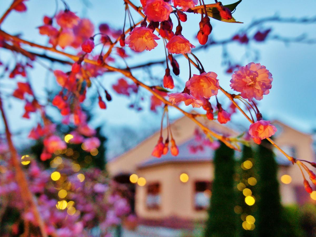 Aromatic Garden Villa La Poltrona Насу Екстериор снимка