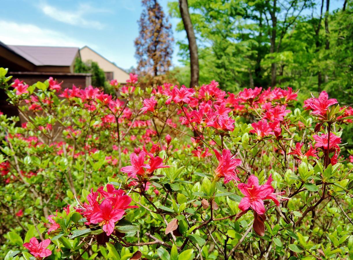 Aromatic Garden Villa La Poltrona Насу Екстериор снимка
